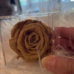 Preserved Golden Rose in Acrylic Box